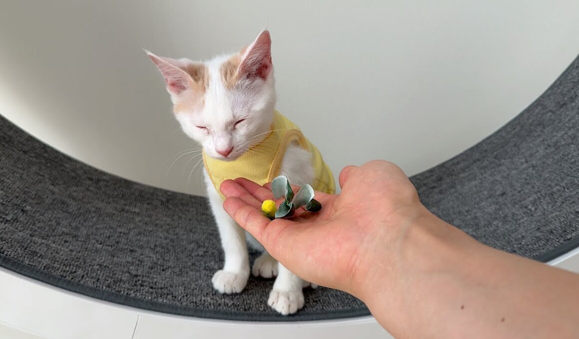 お気に入りの猫じゃらしを噛みちぎって壊した子猫がこうなっちゃいました…