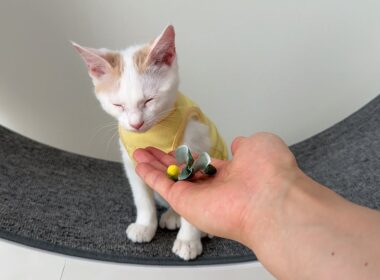 お気に入りの猫じゃらしを噛みちぎって壊した子猫がこうなっちゃいました…