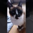 夕方のシャム猫さん🐾#猫 #シャム猫 #siamese #cat #Shorts