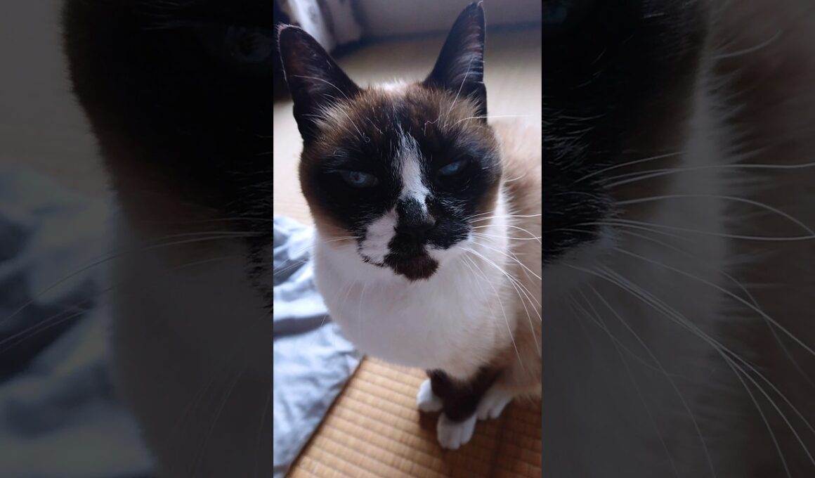 夕方のシャム猫さん🐾#猫 #シャム猫 #siamese #cat #Shorts