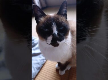 夕方のシャム猫さん🐾#猫 #シャム猫 #siamese #cat #Shorts