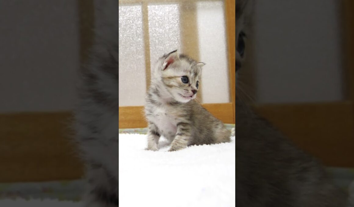 遊ぼうと思ったけどねむくなっちゃった子猫さん【赤ちゃん猫　保護猫】 #kitten #gatto #cat #cute #子ネコ #好きな子猫 #meow #保護猫 #エウレカねこ部