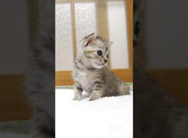 遊ぼうと思ったけどねむくなっちゃった子猫さん【赤ちゃん猫　保護猫】 #kitten #gatto #cat #cute #子ネコ #好きな子猫 #meow #保護猫 #エウレカねこ部