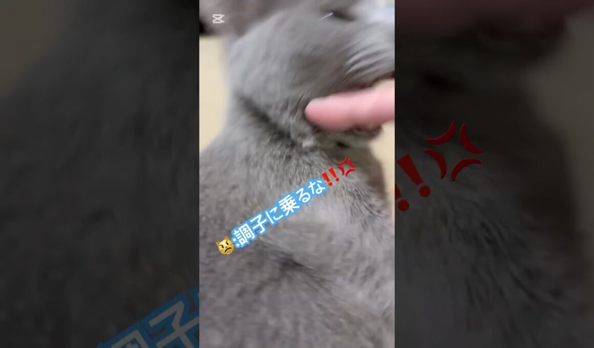 好きなだけ撫でたら､こうなった😭 #猫 #ロシアンブルー #catshorts #shorts