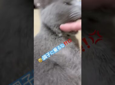 好きなだけ撫でたら､こうなった😭 #猫 #ロシアンブルー #catshorts #shorts