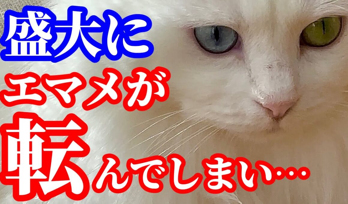 【悲報】元野良子猫エマメが目の前で転んでしまい、飼い主パニック…