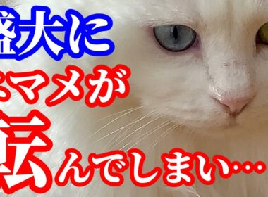 【悲報】元野良子猫エマメが目の前で転んでしまい、飼い主パニック…