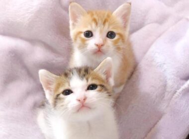 同じように育てたのに何でこんな事になった？【赤ちゃん猫　保護猫】