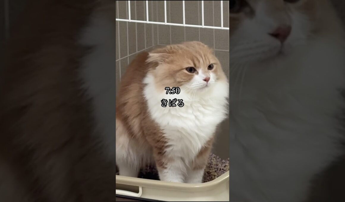 子猫の一日#スコティッシュフォールド #cat #shorts