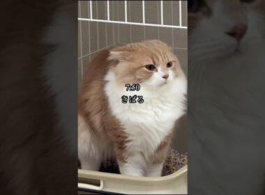 子猫の一日#スコティッシュフォールド #cat #shorts