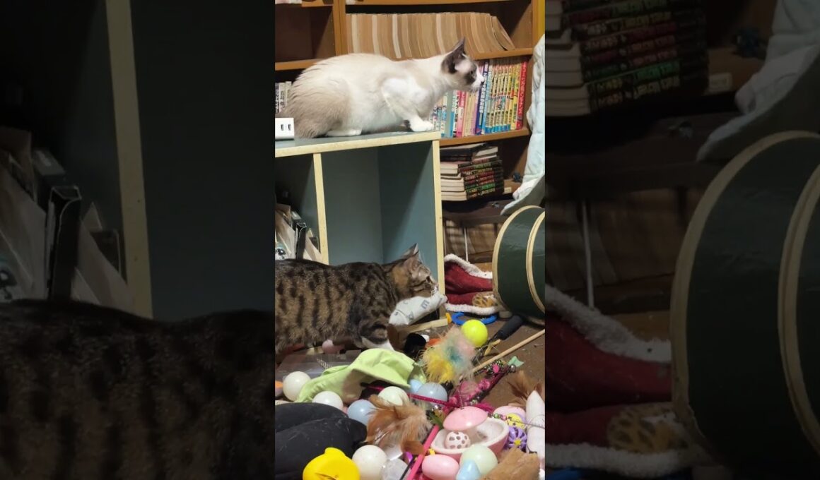 シャム猫のパンダ「どうしたの、三毛猫ミックス。ついていったら、キジシロのルルまで？幽霊」