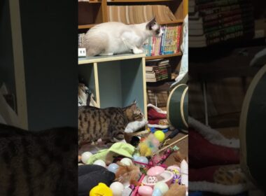 シャム猫のパンダ「どうしたの、三毛猫ミックス。ついていったら、キジシロのルルまで？幽霊」