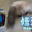 バーマン猫ガブとラフとウリ【修理】Repair（バーマン猫）Birman/Cat