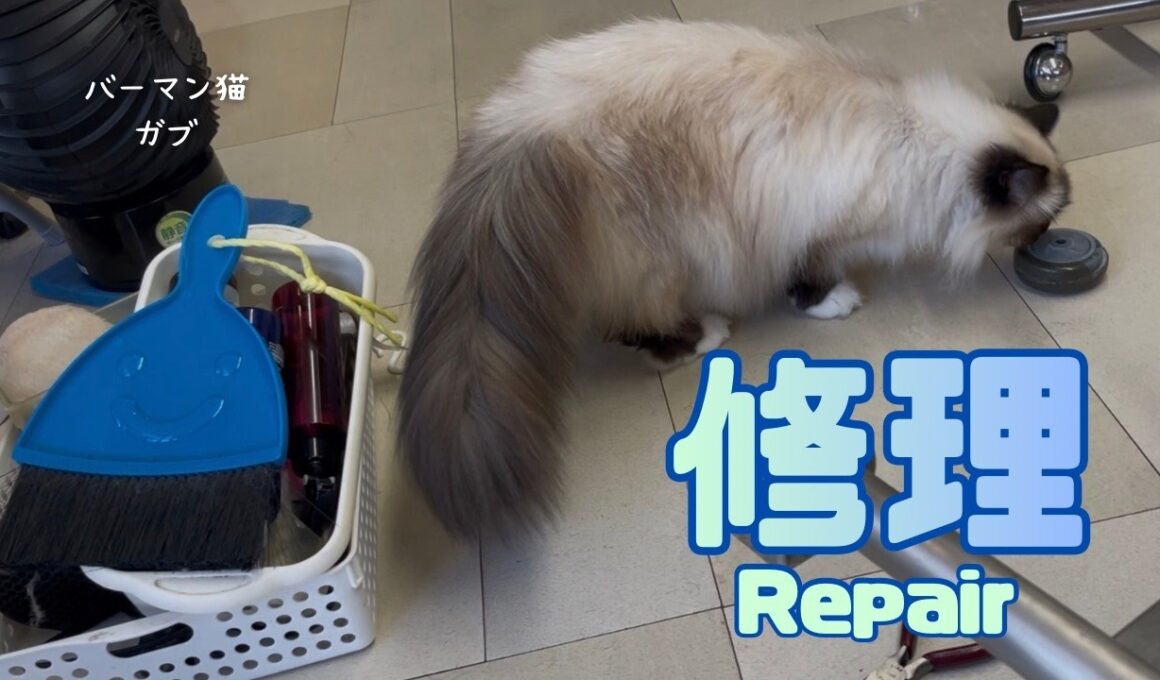 バーマン猫ガブとラフとウリ【修理】Repair（バーマン猫）Birman/Cat