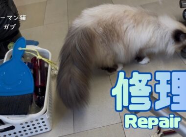 バーマン猫ガブとラフとウリ【修理】Repair（バーマン猫）Birman/Cat