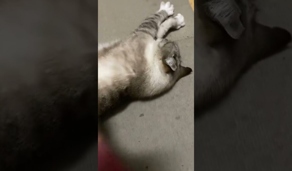 【お出迎え】帰宅した瞬間に全力で甘えてくる猫が可愛すぎる🐾 #猫 #ねこ #お出迎え猫 #甘えん坊猫 #猫のいる暮らし #癒やし動画 #かわいい猫 #キジトラ #シャムトラ #猫の鳴き声 #cat