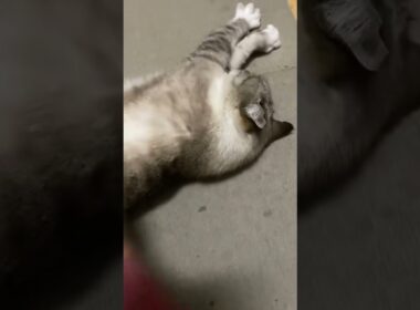 【お出迎え】帰宅した瞬間に全力で甘えてくる猫が可愛すぎる🐾 #猫 #ねこ #お出迎え猫 #甘えん坊猫 #猫のいる暮らし #癒やし動画 #かわいい猫 #キジトラ #シャムトラ #猫の鳴き声 #cat