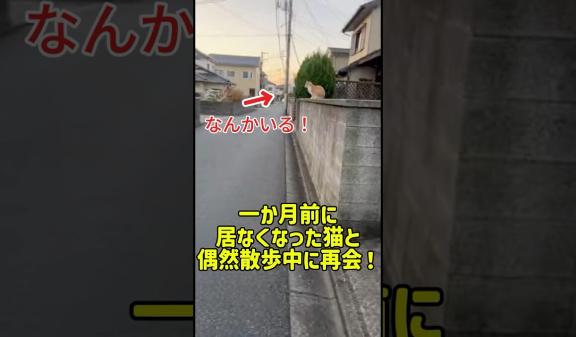 一か月前に居なくなった猫と偶然散歩中に再会！ #癒し #元気になる動画 #猫のいる暮らし #猫のいる暮らし #猫 #子猫 #adorably #猫のいる生活 #ねこ #cat #可愛い
