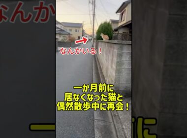 一か月前に居なくなった猫と偶然散歩中に再会！ #癒し #元気になる動画 #猫のいる暮らし #猫のいる暮らし #猫 #子猫 #adorably #猫のいる生活 #ねこ #cat #可愛い