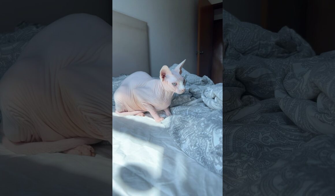 美しすぎる毛のない猫の白い肌【スフィンクス猫】