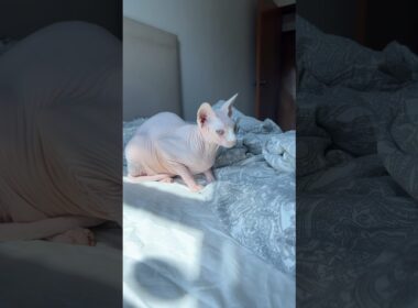 美しすぎる毛のない猫の白い肌【スフィンクス猫】