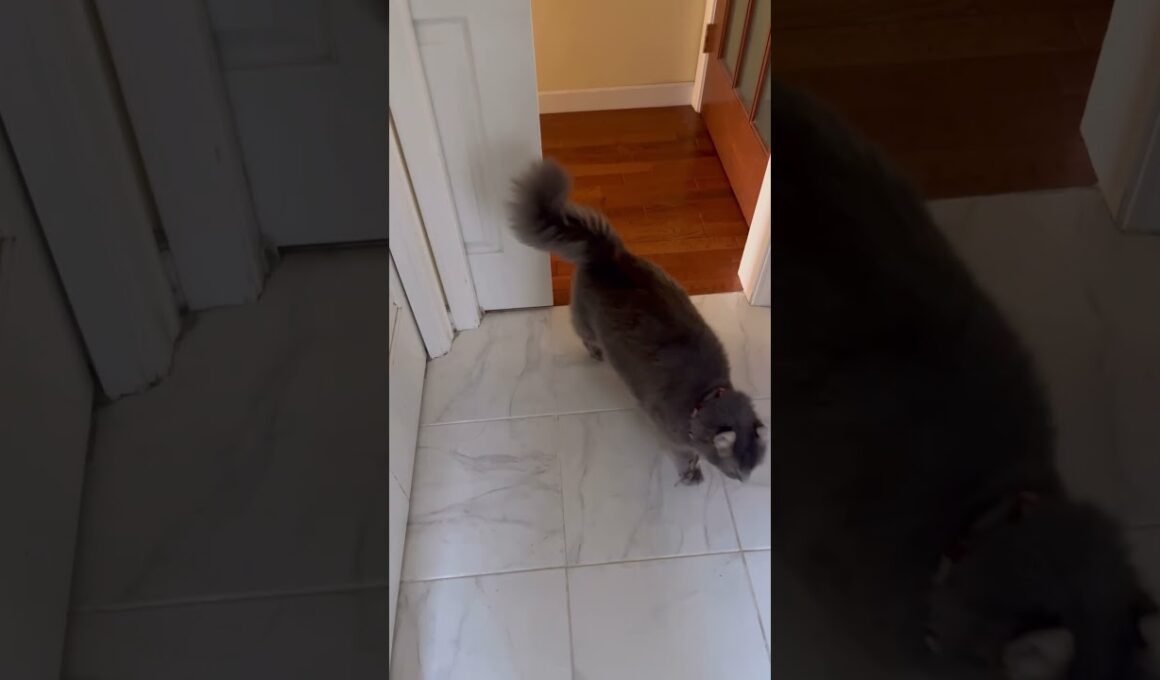 見てたよね #ねこ動画 #アメリカンカール