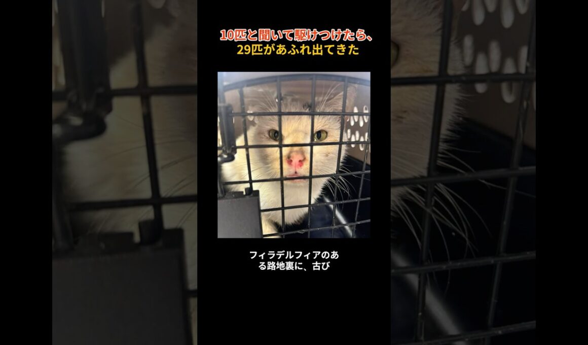 10匹と聞いて駆けつけたら、29匹があふれ出てきた#捨て猫 #猫の救助 #保護猫 #動物保護 #catrescue #animalshelter #PSPCA #rescuecats