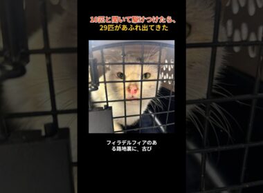 10匹と聞いて駆けつけたら、29匹があふれ出てきた#捨て猫 #猫の救助 #保護猫 #動物保護 #catrescue #animalshelter #PSPCA #rescuecats