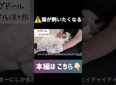 ラグドールとの暮しは想像以上に◯◯でした…🤦🏻‍♀️ #shorts #猫 #子猫 #ラグドール #甘えん坊猫 #ぬいぐるみ猫