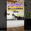20260322メインクーンだけの【猫カフェの出勤風景】#cat #cooncat #mainecat #もふもふ