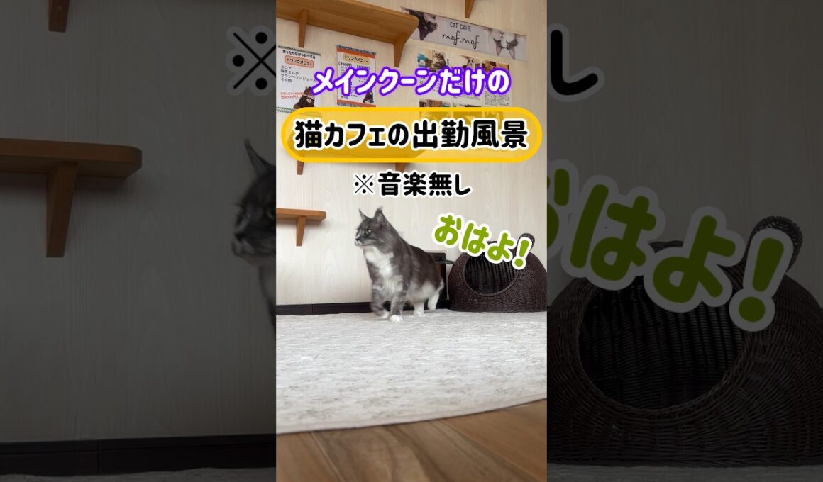 20260322メインクーンだけの【猫カフェの出勤風景】#cat #cooncat #mainecat #もふもふ