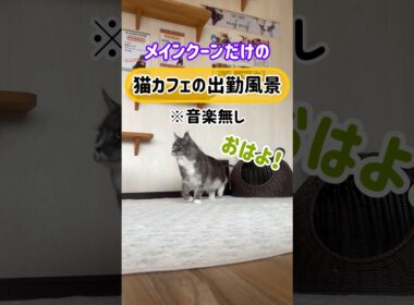 20260322メインクーンだけの【猫カフェの出勤風景】#cat #cooncat #mainecat #もふもふ