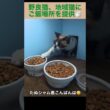 たぬシャム君がご飯を食べに来た。地域猫、野良猫にご飯場所を提供中。