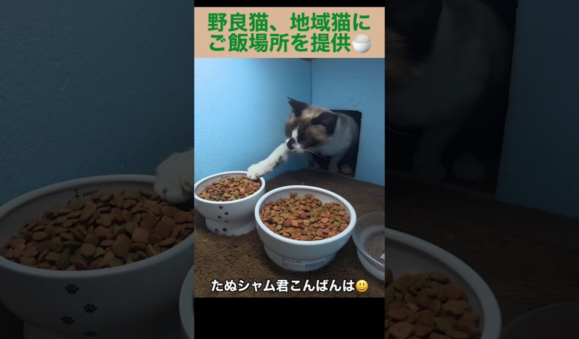たぬシャム君がご飯を食べに来た。地域猫、野良猫にご飯場所を提供中。