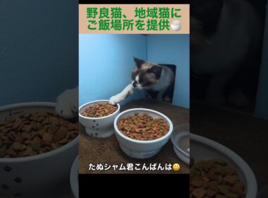 たぬシャム君がご飯を食べに来た。地域猫、野良猫にご飯場所を提供中。