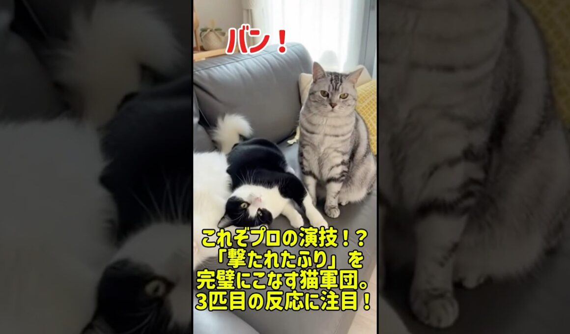 これぞプロの演技！？「撃たれたふり」を完璧にこなす猫軍団。3匹目の反応に注目！ #猫 #猫のいる暮らし #元気になる動画 #adorably #癒し #cat #ねこ #子猫 #子猫