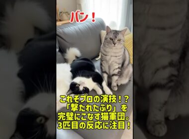 これぞプロの演技！？「撃たれたふり」を完璧にこなす猫軍団。3匹目の反応に注目！ #猫 #猫のいる暮らし #元気になる動画 #adorably #癒し #cat #ねこ #子猫 #子猫