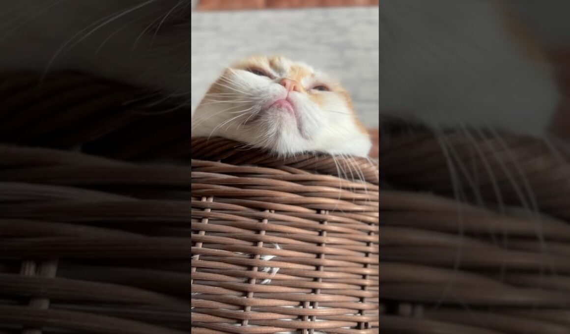 あごのせ猫 #cat #猫のいる暮らし #アメリカンカール