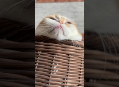 あごのせ猫 #cat #猫のいる暮らし #アメリカンカール