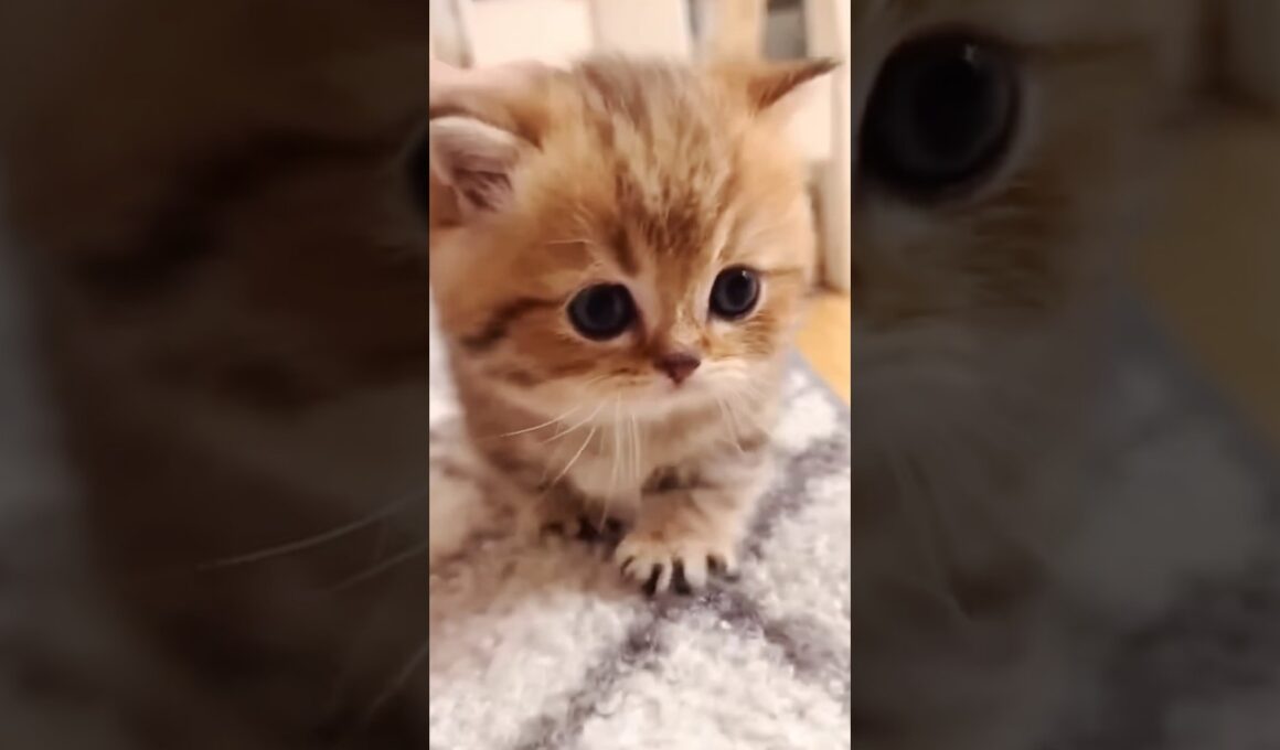 かわいいこねこちゃんまとめました  #shorts #猫 #子猫 #cat  #kitten #猫ショート #好きな子猫