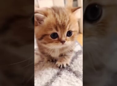 かわいいこねこちゃんまとめました  #shorts #猫 #子猫 #cat  #kitten #猫ショート #好きな子猫