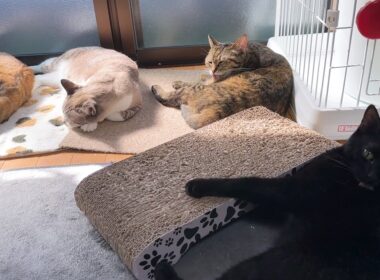 大姉ちゃんにやってしまい怒られた黒猫くん！その後の対応が可愛すぎました…(笑)