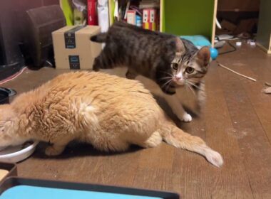 ネコのクリーム。シャムの雫、パンダを気にせず、寡黙に、ドライフードを食べる。まだ、ステロイドが効いてます