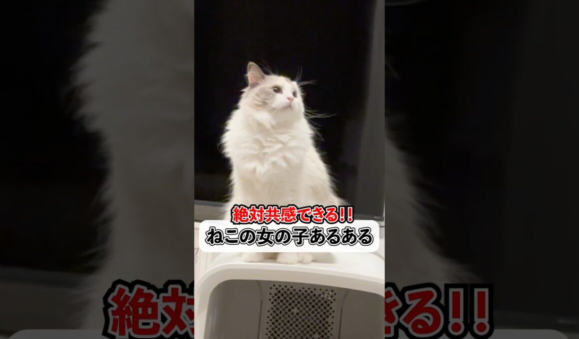 猫の女の子あるある、共感したらいいね🐱💞#shorts #cat #猫 #猫のいる暮らし #ラグドール