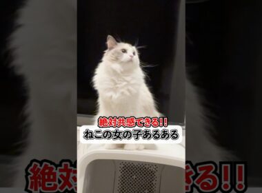 猫の女の子あるある、共感したらいいね🐱💞#shorts #cat #猫 #猫のいる暮らし #ラグドール