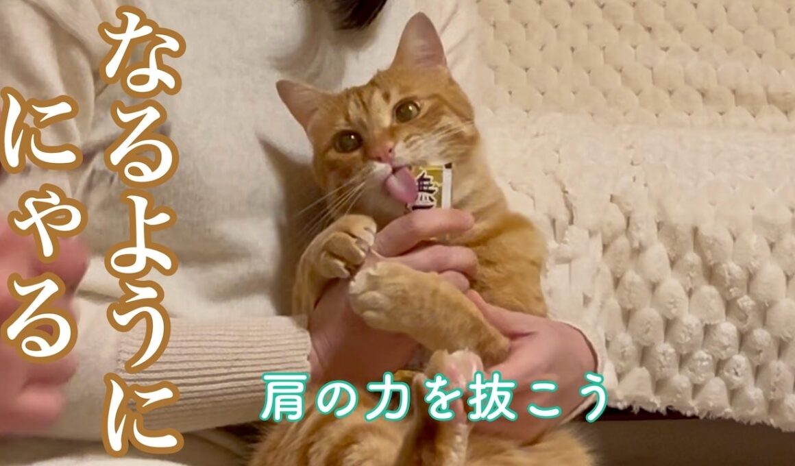 自分らしく生きていいよ｜猫がそっと教えてくれたこと