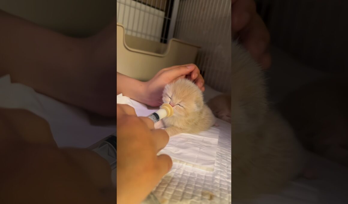 🍼Milk time~｜ミルクの時間だよ～ #cat #kitten #子猫 #cutecat