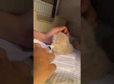 🍼Milk time~｜ミルクの時間だよ～ #cat #kitten #子猫 #cutecat