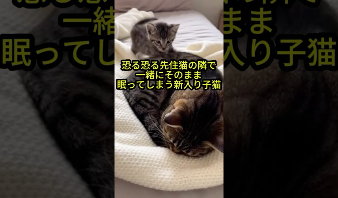 「君はもう家族だよ」恐る恐る先住猫の隣で一緒にそのまま眠ってしまう新入り子猫