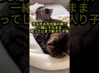 「君はもう家族だよ」恐る恐る先住猫の隣で一緒にそのまま眠ってしまう新入り子猫